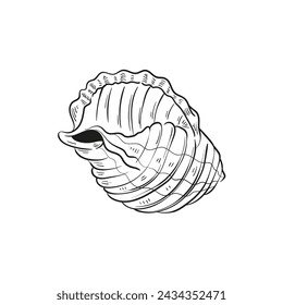 Hand-drawn, engraved line illustrations of realistic mollusk shells in various forms. Perfect for marine-themed designs. Black and white sketches on a navy peony background, including starfish.