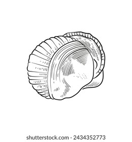 Ilustraciones de líneas grabadas y dibujadas a mano de conchas de moluscos realistas en varias formas. Perfecto para diseños de temática marina. Dibujos en blanco y negro sobre un fondo de peonía azul marino, incluyendo estrellas de mar.