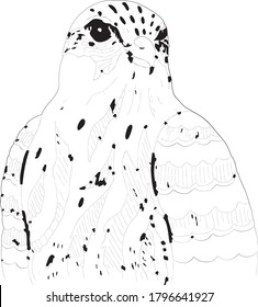 hand-drawn falcon. Vector illustration of a falcon in graphics