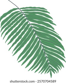 Hand-Drawn of Fern Leaf Illustration