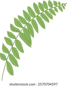 Hand-Drawn of Fern Leaf Illustration