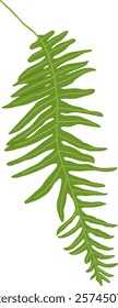 Hand-Drawn of Fern Leaf Illustration