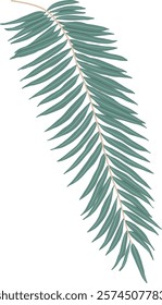 Hand-Drawn of Fern Leaf Illustration