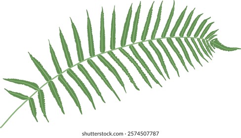 Hand-Drawn of Fern Leaf Illustration