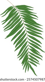 Hand-Drawn of Fern Leaf Illustration