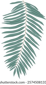 Hand-Drawn of Fern Leaf Illustration