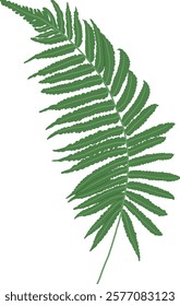 Hand-Drawn of Fern Leaf Illustration