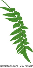 Hand-Drawn of Fern Leaf Illustration