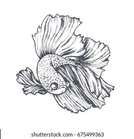 Hand-drawn fighting fish. fish sketch,vector illustration