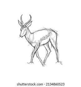 
Hand-drawn figure of a walking antelope on a white background. A handy antelope vector drawn in black pencil.