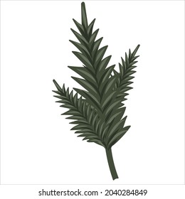 Hand-drawn fir or pine tree branch isolated on white background. Winter plants for Christmas decoration. Vector isolated holiday design elements.