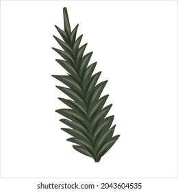 Hand-drawn fir or pine tree branch isolated on white background. Winter plants for Christmas decoration. Vector isolated holiday design elements.