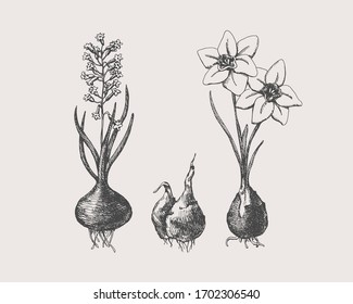 Hand-drawn first spring flowers on a light isolated background. Narcissus and hyacinth with bulbs vector illustration. Botanical retro image for a garden background, floral design.