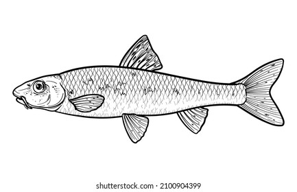 Gudgeon (Gobio gobio) 