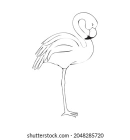 Hand-drawn flamingo, a vector illustration in the style of a sketch isolated on a white background. Handmade flamingo drawing