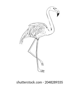 Hand-drawn flamingo, a vector illustration in the style of a sketch isolated on a white background. Handmade flamingo drawing