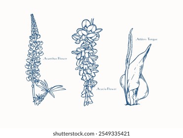 arranjo floral desenhado à mão com Acanthus, Acacia e flores da língua de Adder