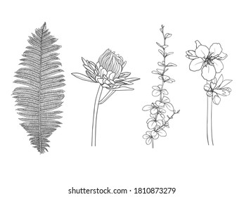 Elementos florales dibujados a mano aislados en fondo blanco. Ilustración del vector