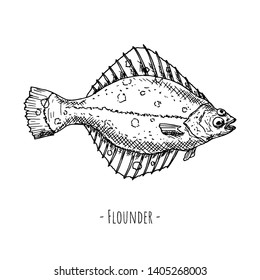 Hand-drawn flounder. Isolated object on a white background. Vector cartoon illustration. 
