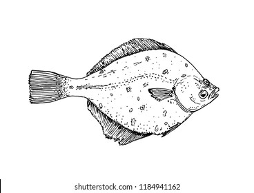 Hand-drawn flounder. Realistic drawing of sea fish.