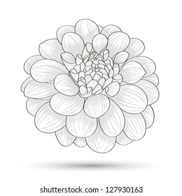 Hand-drawn flower dahlia. Element for design. Abstract floral background.