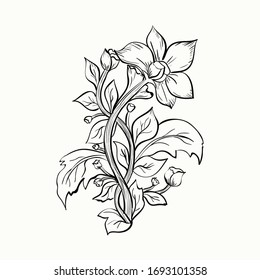 Hand-drawn flower isolated on white background. Vector black and white illustration. Element for design.