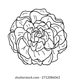Hand-drawn flower outline as a decorative element. Botanical illustration of a peony or rose flower for decorating wedding invitations, greeting cards, tattoos, and textile designs.