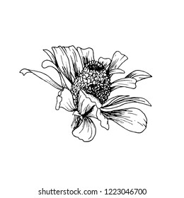 Hand-drawn Flower Sketch. Isolated Helenium Autumnale Vector Design Graphic Element in Outline for Engraving or Etching