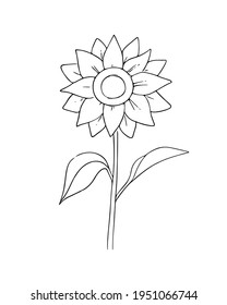 Hand-drawn flower, sunflower. Simple botanical sketch, line, floral drawing, minimalism. Doodle style.Isolated on a white background.Vector illustration.