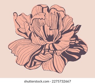 Hand-drawn flower vector illustration on a transparent background. Line drawing. Flower drawing for card, invitation, wedding card. Peony, poppy, wildflower. Vintage card design. 