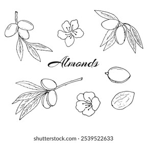 Hand-drawn Flowering almonds. Nuts, flowers, twigs, and kernels set. Botanical isolated illustration on white.