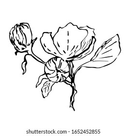 Hand-drawn flowering branch of apple tree. Beautiful vector element for the design of postcards, wrapping paper, invitation cards, printing on fabrics, clothes.