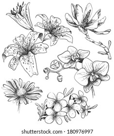hand-drawn flowers