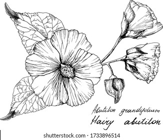 Flores dibujadas a mano de abudilón. Cada elemento está aislado. Hay capas de: cada elemento, relleno de flores y trabajo en línea. Muy fácil de editar para cualquier proyecto. Ilustración del vector