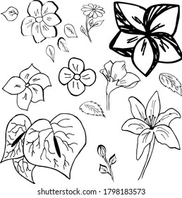 Hand-drawn flowers. Converted to vector graphics. Beautiful flower sets. Vector illustration.