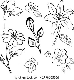 Hand-drawn flowers. Converted to vector graphics. Beautiful flower sets. Vector illustration.