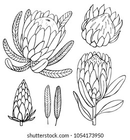 Hand-drawn flowers protea.  Vector sketch illustration.
