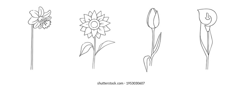 Hand-drawn flowers set. Narcissus, sunflower, tulip, calla lily. Simple botanical sketch collection, line, floral drawing, minimalism. Doodle style.Isolated on a white background.Vector illustration.