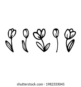 Hand-drawn flowers. Tulip in doodle style. Botanical set for gift-cards, web, wedding invitation. Isolated vector illustration.