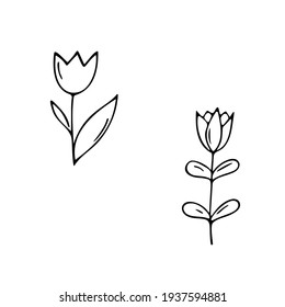 Hand-drawn flowers.Doodle style, sketch,simple botanical line,drawing with plant floral elements,minimalism.Isolated.Vector illustration.