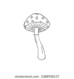 Hand-drawn Fly agaric or amanita mushroom. Non-edible poisonous forest mushroom sketch. Fly-agaric doodle icon.  Vector illustration of fungus in black and white colors.