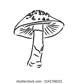 Handdrawn fly-agaric doodle icon. Hand drawn black sketch. Sign cartoon symbol. Decoration element. White background. Isolated. Flat design. Vector illustration.