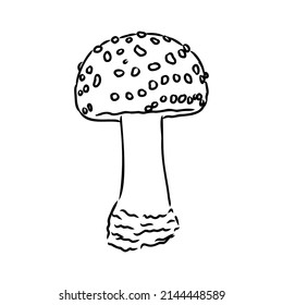 Handdrawn fly-agaric doodle icon. Hand drawn black sketch. Sign cartoon symbol. Decoration element. White background. Isolated. Flat design. Vector illustration.