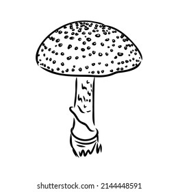 Icono de doodle de la mosca-agaric dibujado a mano. Esbozo negro dibujado a mano. Firmar símbolo de caricatura. Decoración. Fondo blanco. Aislado. Diseño plano. Ilustración vectorial.