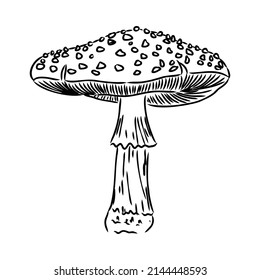 Handdrawn fly-agaric doodle icon. Hand drawn black sketch. Sign cartoon symbol. Decoration element. White background. Isolated. Flat design. Vector illustration.