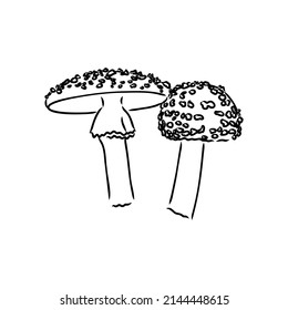 Handdrawn fly-agaric doodle icon. Hand drawn black sketch. Sign cartoon symbol. Decoration element. White background. Isolated. Flat design. Vector illustration.