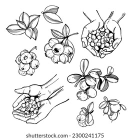 Hand-drawn forest berry. Blueberry, great bilberry. Vector sketch illustration