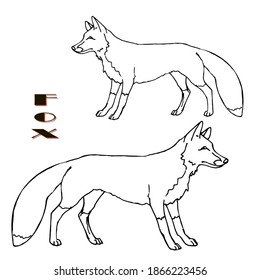 handgezeichneter Fox, zwei einzelne Bilder, linear auf weißem Hintergrund