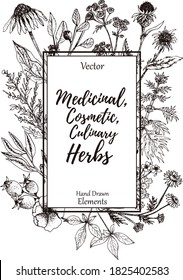 Hand-drawn frame or card with place for text with medicinal herbs, spice and flowers, vector vintage sketch illustration.