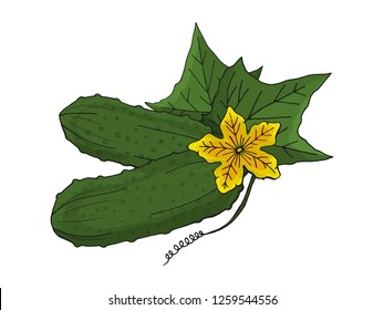 Hand-drawn fresh cucumbers. Isolated image. Vector illustration.
